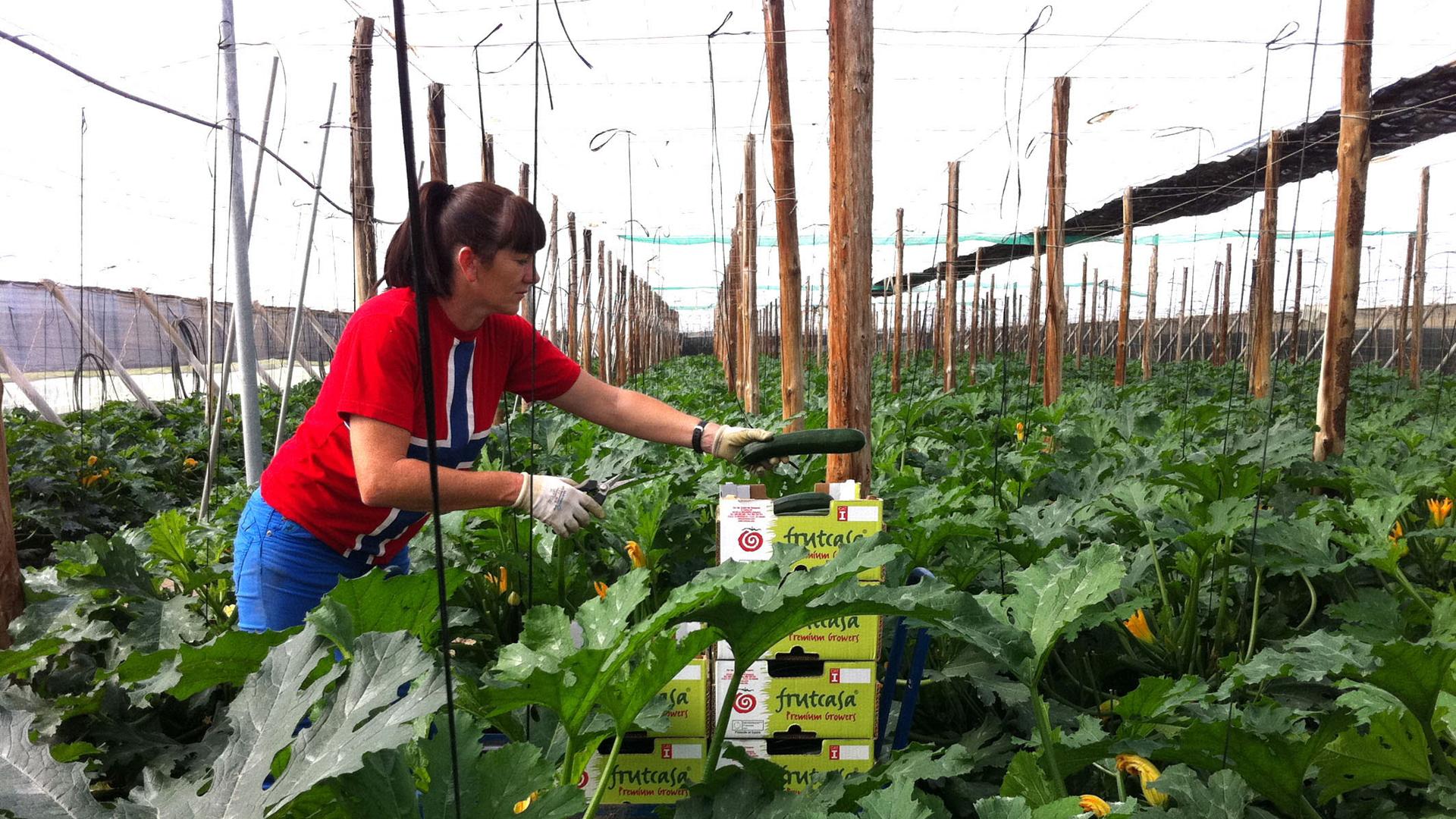 La pandemia de la economía