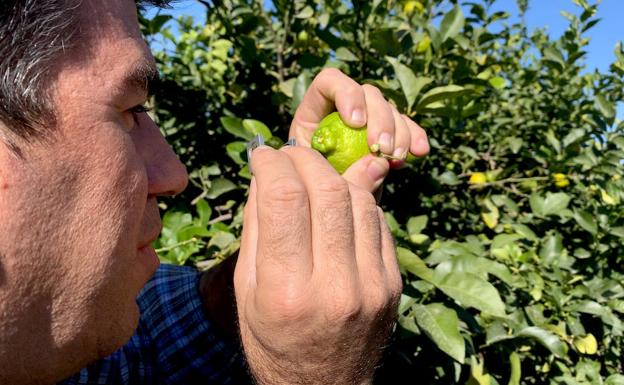 Koppert avanza en el control biológico en cítricos