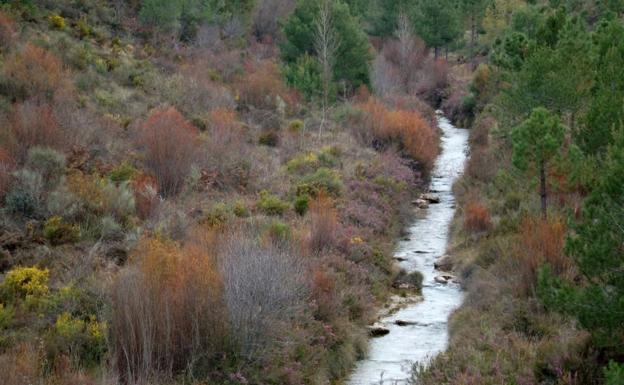 Un ruta para descubrir la antigua industria resinera de Granada