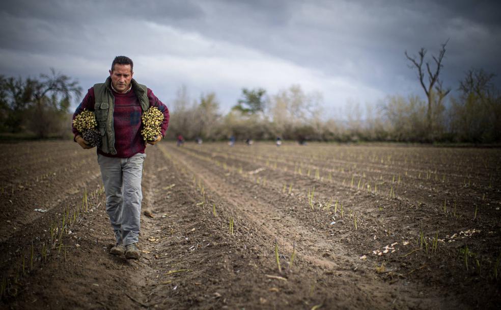 El sector del espárrago, afectado por la huelga: «Si no entra producto, los empleados tendrán que ir al paro»