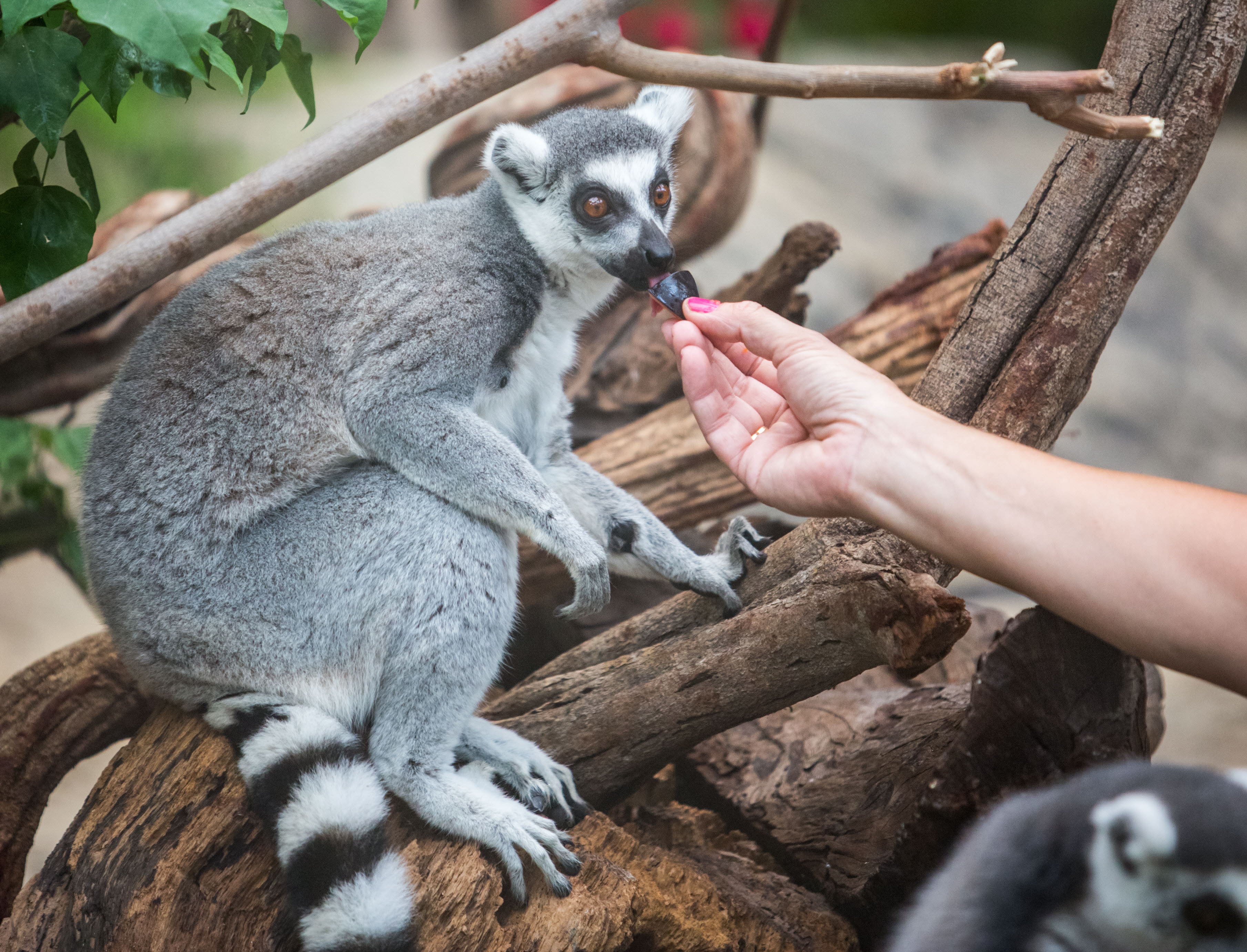 Un 'safari' o la pasión por la cultura japonesa para estrenar abril con niños
