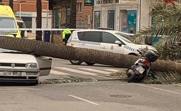 La caída de una palmera en el Zapillo deja un fallecido y dos heridos, uno de ellos muy grave