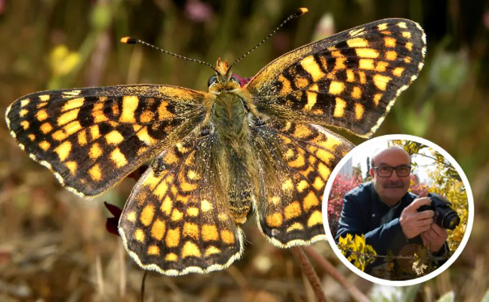Un ceramista descubre una nueva especie: la mariposa granadina