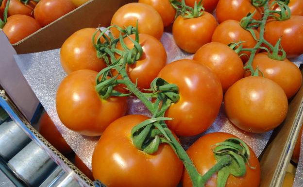 El pelotazo del tomate: menos producción en Holanda y Marruecos frena sus envíos a Europa