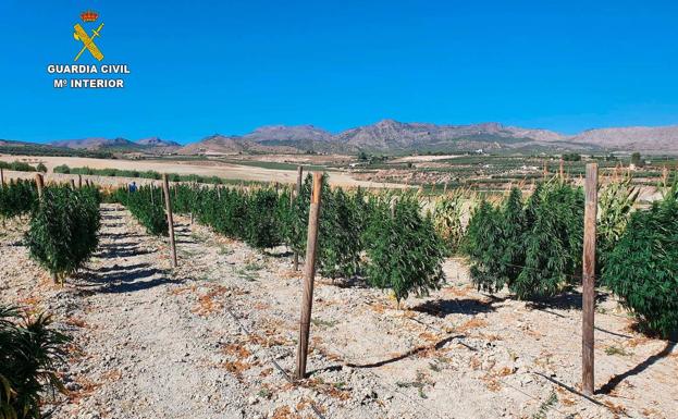 Tres detenidos tras encontrar una finca en Tíjola que vendía marihuana a una empresa de Cáceres