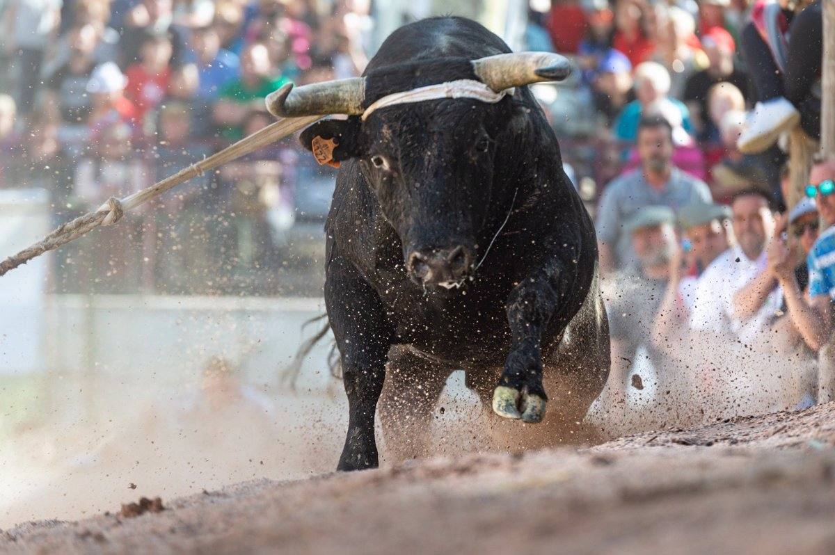 Los 'toros ensogaos' de Beas de Segura dejan cuatro heridos, uno muy grave