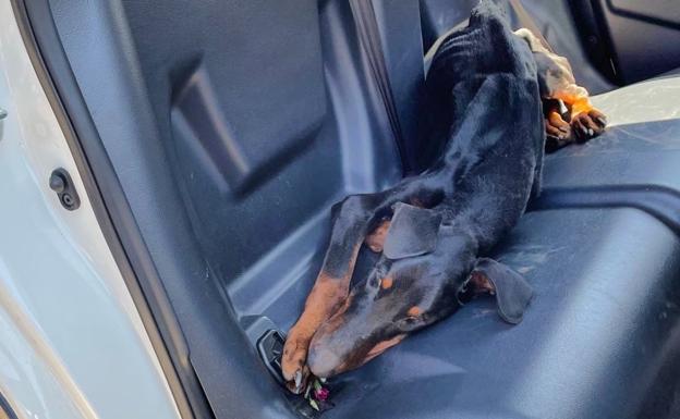Investigan la muerte de un perro abandonado en una terraza de Granada