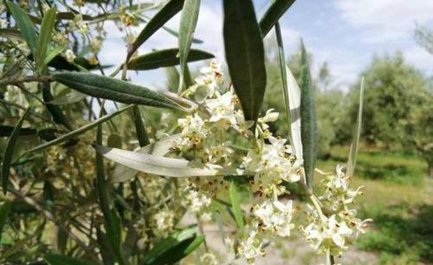 Los expertos prevén un temporada de alergia moderada