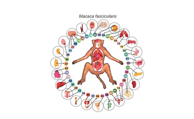 El primer atlas celular del cuerpo de un mono abre vías de tratamiento de enfermedades humanas