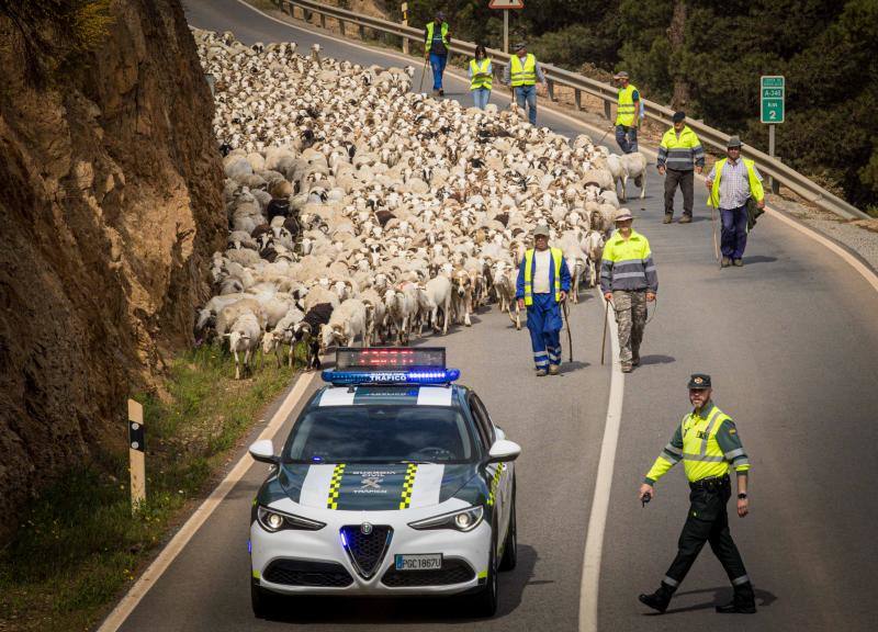 El último pastor trashumante guía mil ovejas escoltado por la Guardia Civil por la carretera de La Alpujarra