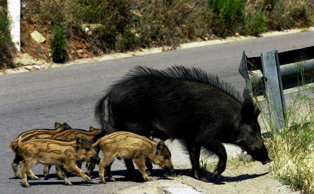 Casi un centenar y medio de vehículos chocaron contra jabalíes en 2021 en Granada
