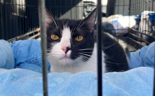 La capital dará carné de alimentador para gestionar las colonias felinas