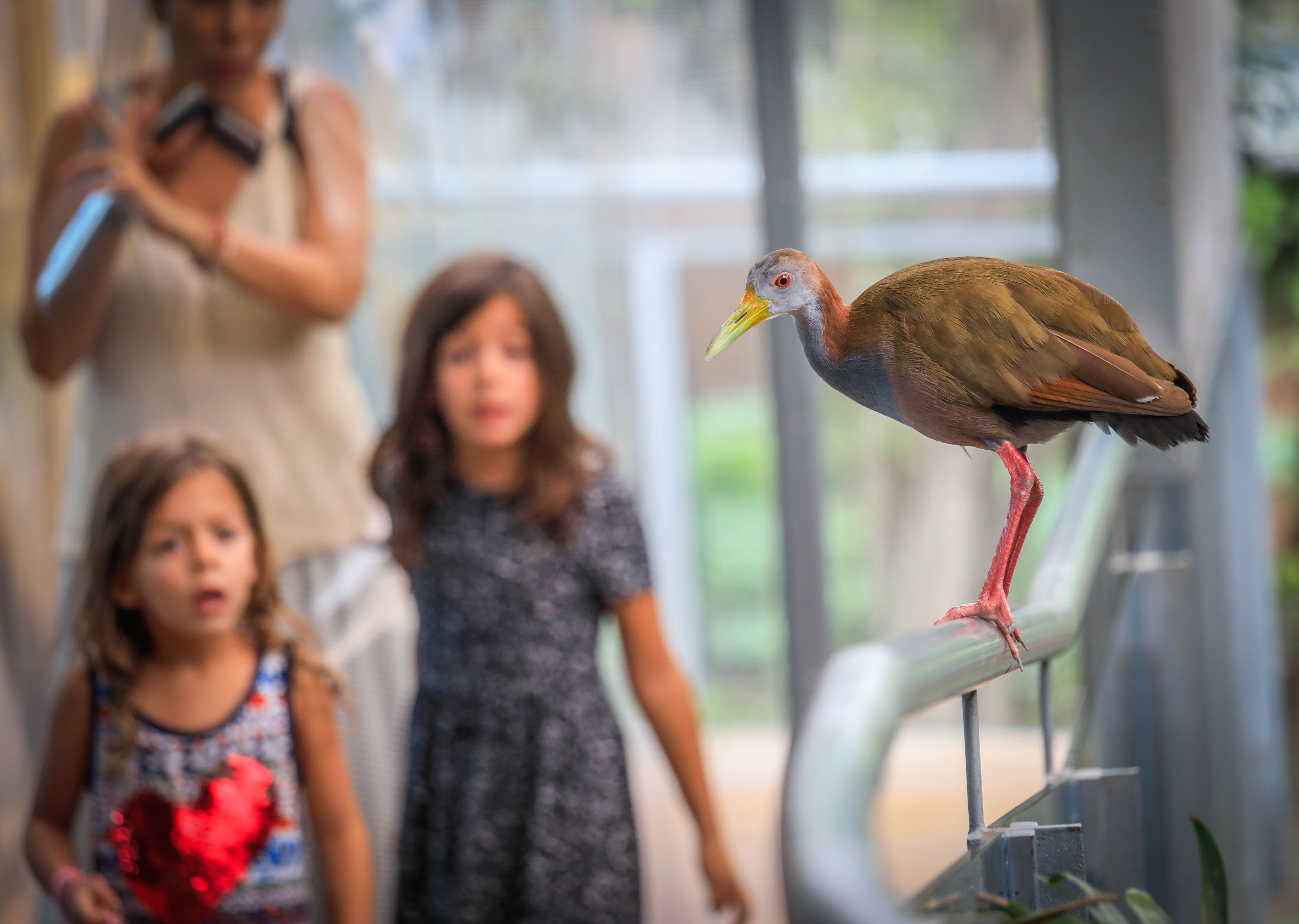 Teatro, música y animales para disfrutar con niños este fin de semana en Granada