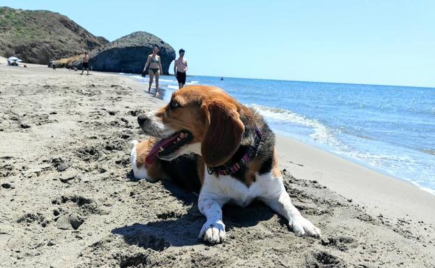 Consejos para proteger a mayores, niños y animales de la primera ola de calor de la temporada