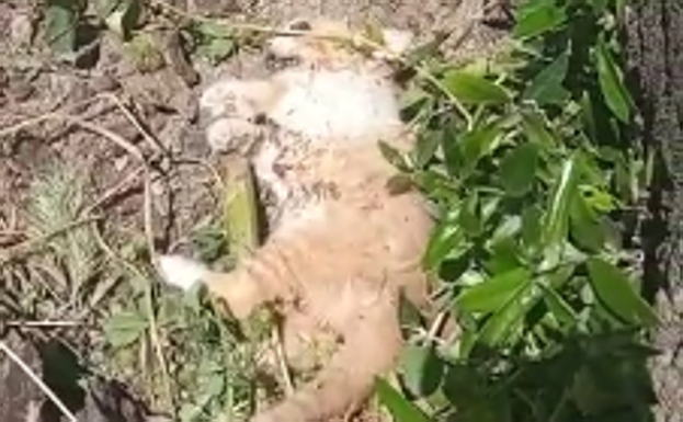 PACMA denuncia la muerte por envenenamiento de cuatro gatos en Puente Jontoya