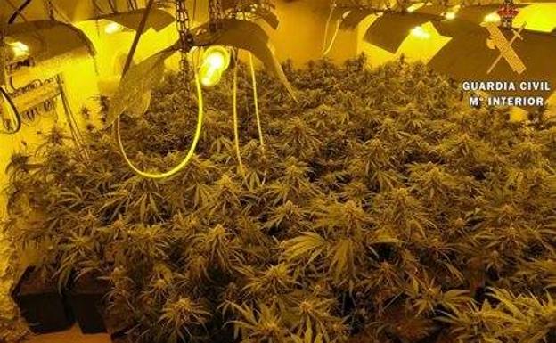 Tres detenidos y 184 plantas de marihuana decomisadas en una vivienda de Tabernas