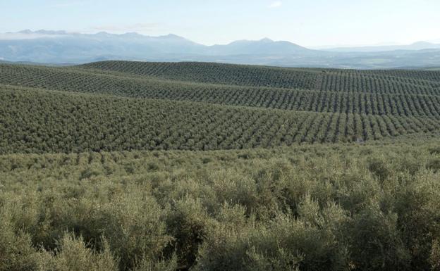 Los jienenses presentan más de 85.000 solicitudes de la PAC