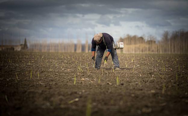 El campo de Granada necesita savia nueva