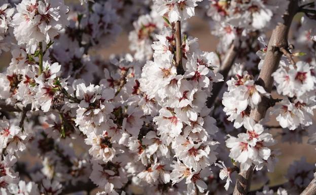 Jaén cosechará 892 toneladas de almendra, un 78,4% más que en la campaña pasada