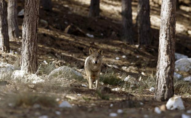 El Congreso ratifica la prohibición de la caza del lobo