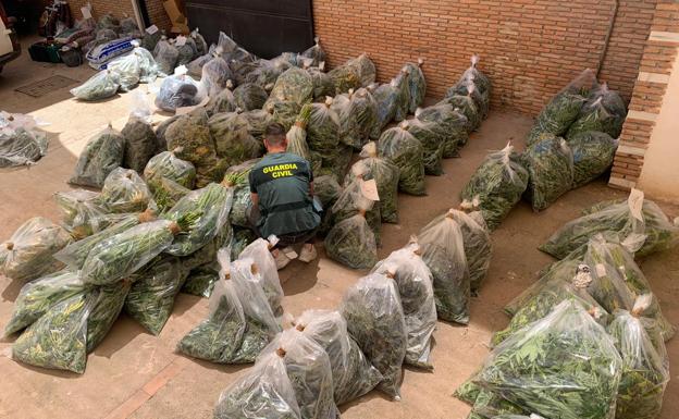 Operación Colmena en Pinos Puente: 17 invernaderos de maría y 40 casas enganchadas a la luz