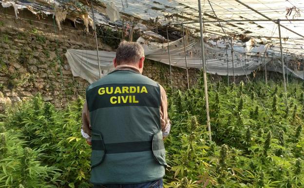 Localizan tres centros de producción de marihuana en Cenes de la Vega