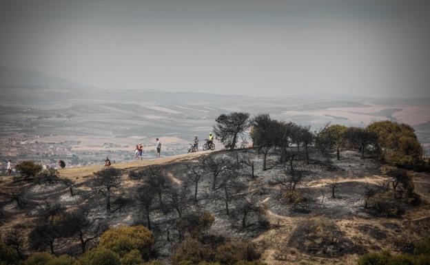 El fuego en San Miguel ha arrasado 172 hectáreas