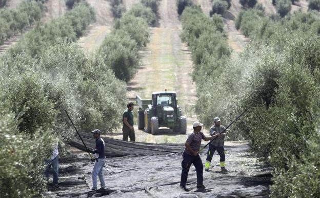 Denuncian que la nueva ayuda asociada al olivar tradicional deja fuera a árboles centenarios