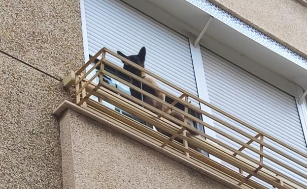Alerta en Peñamefécit por un perro a punto de caerse de un segundo piso
