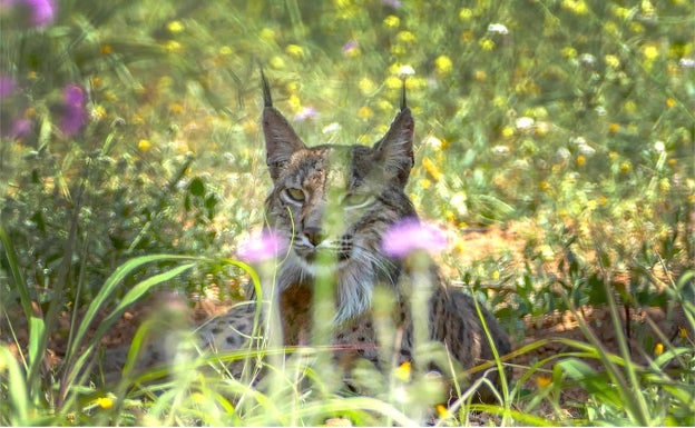 El lince ibérico superará el riesgo de extinción en 2040