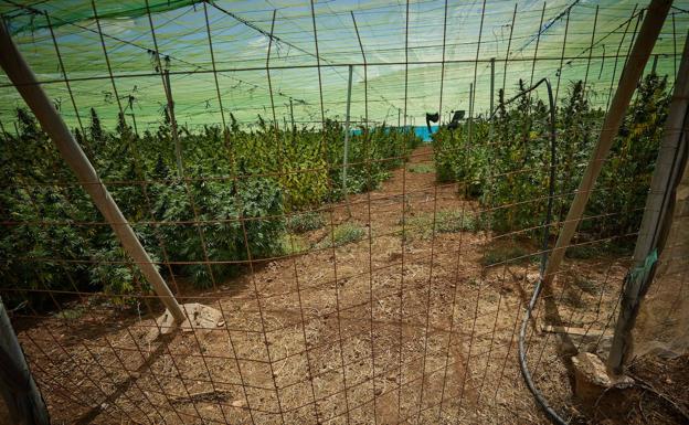 Interior contrata por 60.000 euros a una empresa de jardinería para cortar la 'maría' en Granada