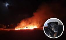 Incendio junto a un refugio de animales en Las Gabias: «Fue un susto enorme»