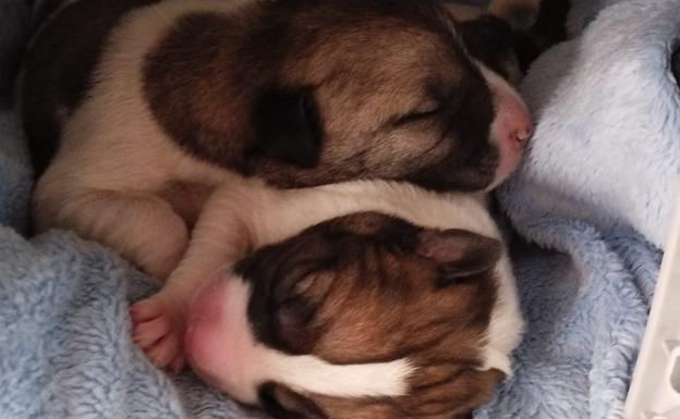 Incendio junto a un refugio de animales en Las Gabias: «Fue un susto enorme»