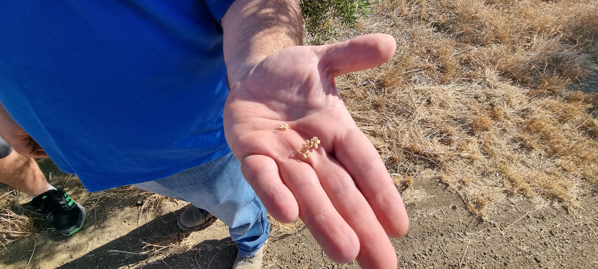 La sequía y las altas temperaturas de mayo y junio perjudicarán la producción de aceite, según COAG