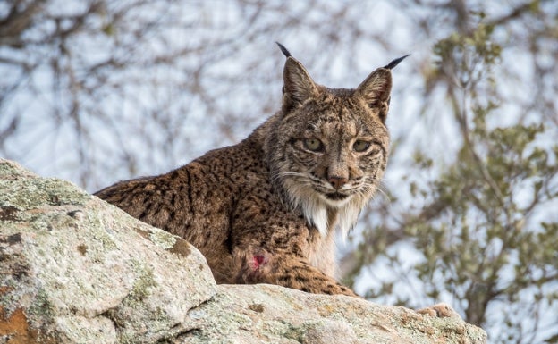 La población de linces se multiplica por quince en solo dos décadas