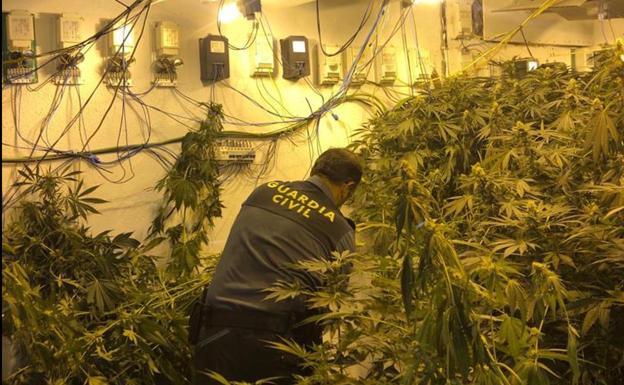 Cuatro operaciones antidroga en el Cinturón de Granada acaban con 6.700 plantas de maría incautadas