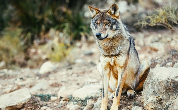 Los naturalistas llevan al Ejecutivo cántabro ante el fiscal por matar lobos