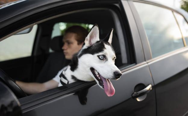 La multa de la DGT por no llevar correctamente a tu mascota en el coche