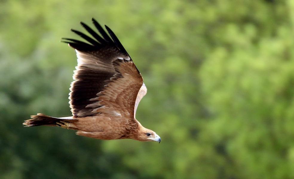 Jaén lidera los nacimientos de polluelos de aguila imperial ibérica | Ideal