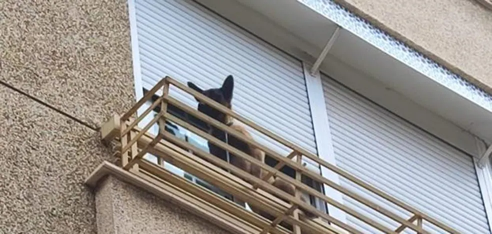 ¿Se puede dejar a una mascota sola en la terraza o en el patio en Granada?
