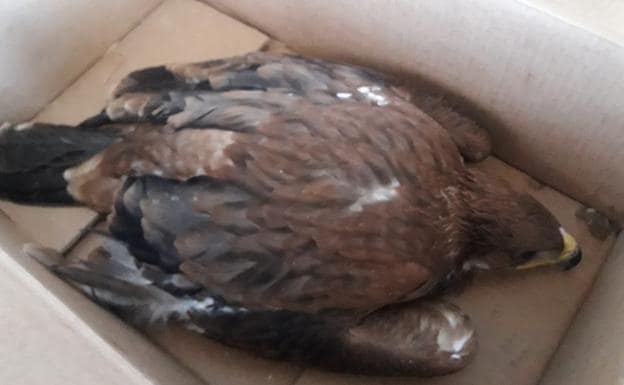 Salvan la vida a tres pollos de águila imperial ibérica