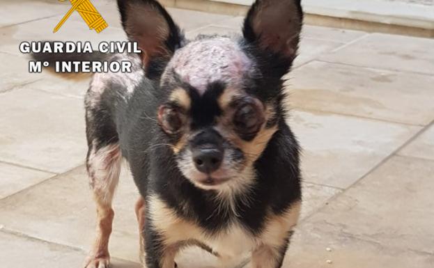 Localizan un criadero ilegal de perros en Lopera en condiciones «deplorables»