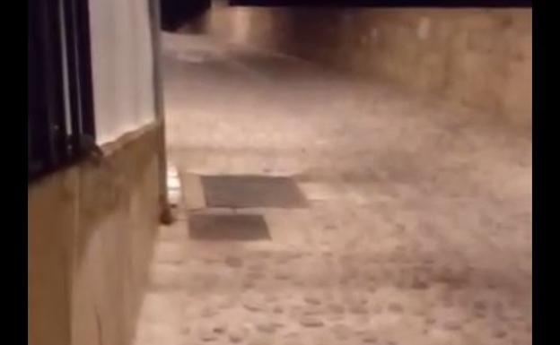 Pacma denuncia la presencia de un «asesino de gatos» en Arjona