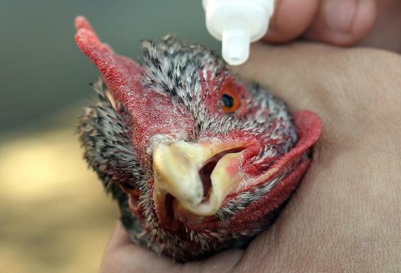 La Junta se pronuncia sobre el foco de la enfermedad de Newcastle en una granja de pollos de Almería