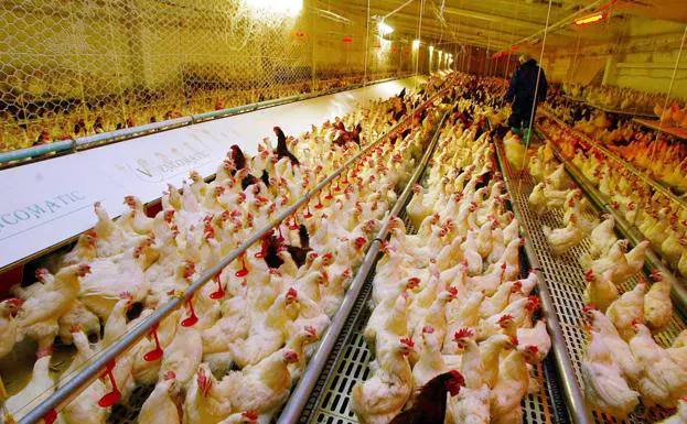 Salud llama a la calma por el virus aviar de Newcastle: «Se puede comer carne de pollo»