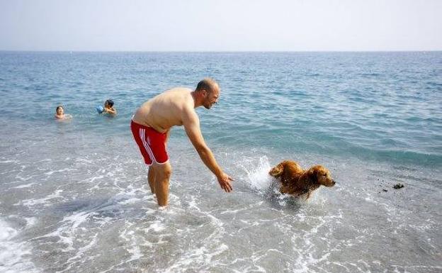 Cómo ayudar a las mascotas a luchar contra el calor almeriense del verano