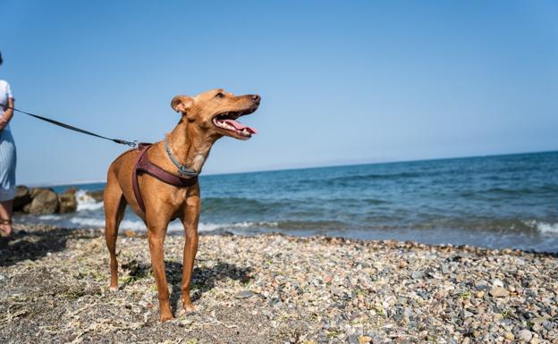 Las playas caninas, una opción refrescante para los perros