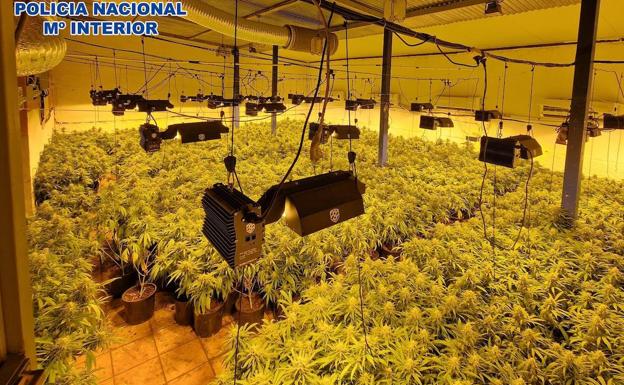 Desmantelan en Almería una importante organización dedicada al cultivo de marihuana