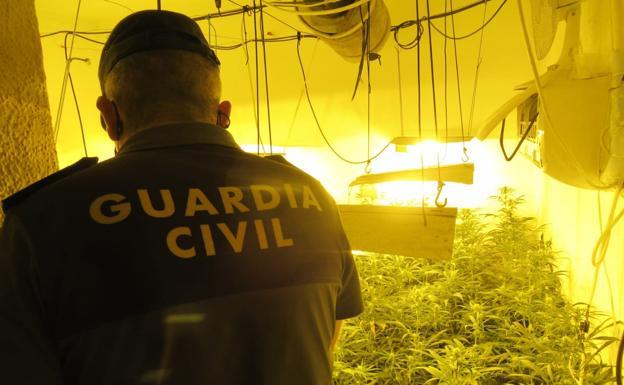 Al descubierto seis casas de Santa Fe llenas de marihuana y 16 investigados