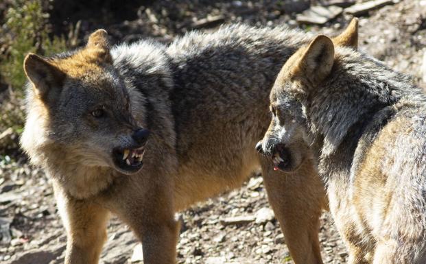 Anulan la ley castellanoleonesa que quería blindar la caza del lobo